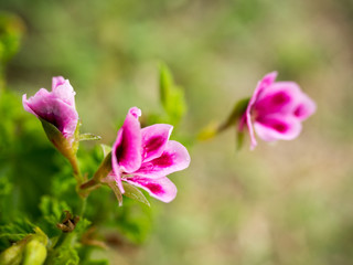 Fototapeta na wymiar This beautiful pink geranium flower,