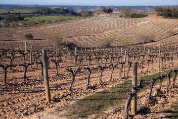 Fototapeta na wymiar vineyard winter landscape