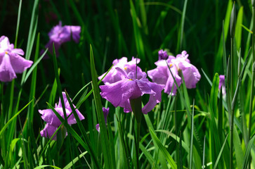 Japanese iris flower. Kyoto Japan June.
花菖蒲 
