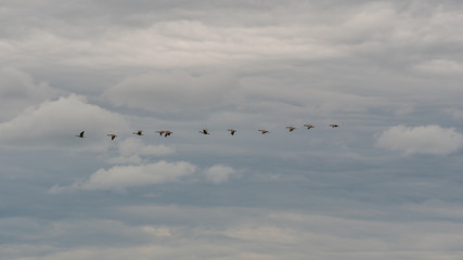 A flock of birds flying in the sky against a background of fluffy clouds