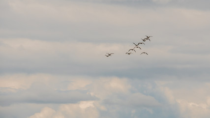 A flock of birds flying in the sky against a background of fluffy clouds