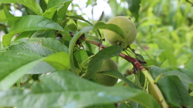 pich tree