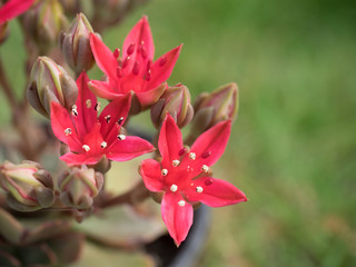 Fototapeta premium This beautiful red flowers,