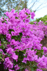 Pink Bougainvillea bush - shallow depth of field