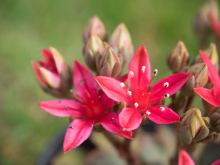 This beautiful red flowers,