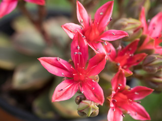 This beautiful red flowers,