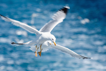 Pair of seagulls in flight