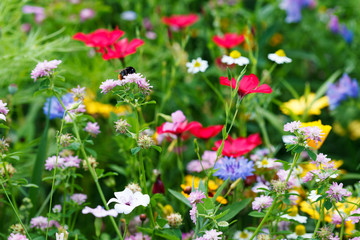 Fototapeta premium Floral meadow, bee pollinating flowers