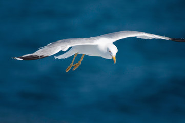 Flying seagull