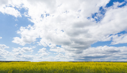 wonderful sunny day in park with green trees, grass and blue cloudy sky
