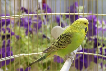 Foto op Canvas Parrot in a cage © MarianStock