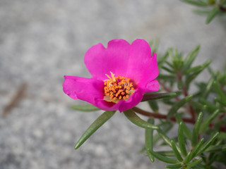 Obraz premium Portulaca grandiflora