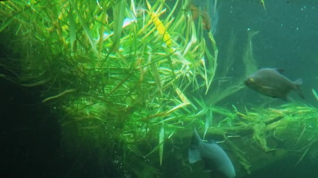 Giant Carp  (Cyprinus carpio) floating in the pond. Underwater video of fresh water fish. Animals in nature.