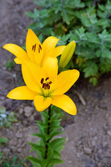 Fototapeta na wymiar 黄色いユリ/Yellow lily