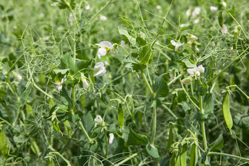 blooming green peas in pods on the field