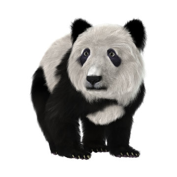 Fototapeta 3D Rendering Panda Bear Cub