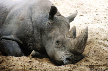 Rhinocéros