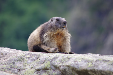 Naklejka na ściany i meble faune alpine - marmotte des alpes