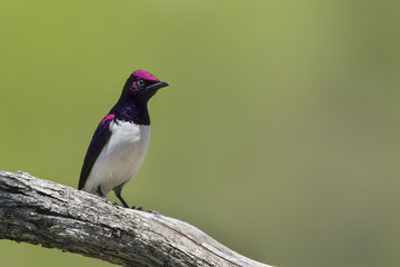 Violet-backed starling in Kruger National park, South Africa