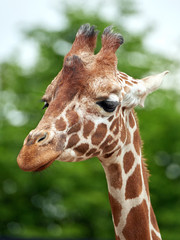 Reticulated giraffe (Giraffa camelopardalis reticulata)