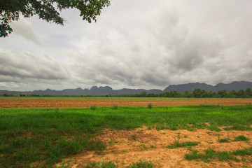 cornfield in mountain thailand