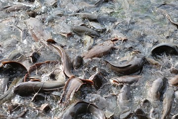 Catfish in temple, Thailand