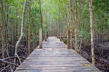 Obraz premium Wooden walkway bridge surrounded with mangrove tree in mangrove