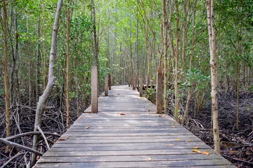 Foto op Plexiglas Houten loopbrug omgeven door mangroveboom in mangrove © itonggg