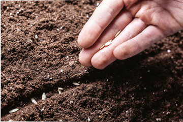 Closeup of a males hand planting seeds