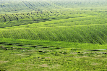 Spring field. View from above