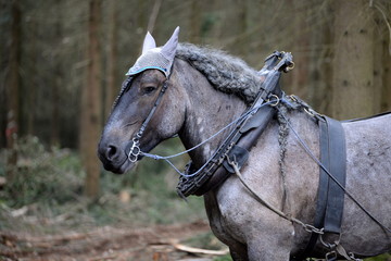 Fototapeta premium Pause, Belgisches Kaltblutpferd wartet auf Arbeitseinsatz im Wald