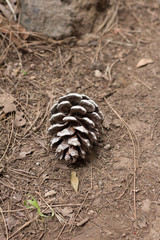 Pine cone detail in the forest