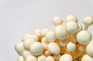 Close up white Shimeji Mushroom on white background
