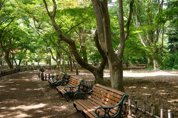 木漏れ日のなかの公園のベンチ