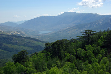 Obraz premium Corse, forêt de Valdoniello et lac de Calacuccia 