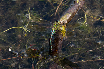 Dragonfly in spring 2016