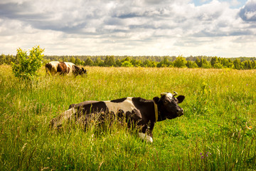Black and white cows in a grassy field