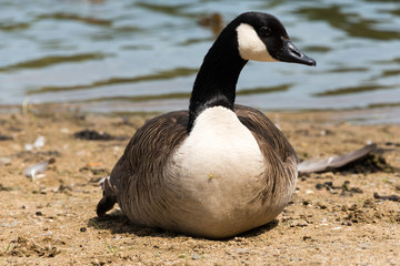  Canadian Goose (Kanada Gans)