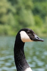  Canadian Goose (Kanada Gans)