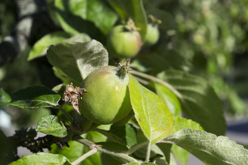 Green apples on the tree in summer
