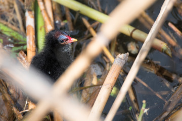 Nestling of common moorhen or Gallinula chloropus