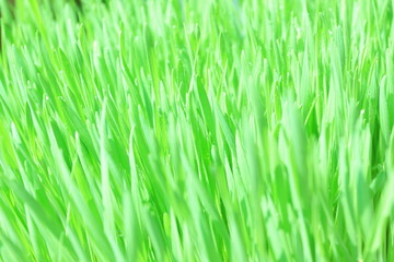 Fototapeta na wymiar Fresh green wheat grass with drops dew, close up background