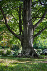 大木の幹 / Big tree