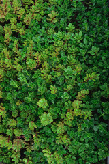 Sempervivum soboliferum. Succulent. green natural background
