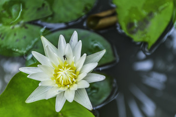 White lotus flower with insect