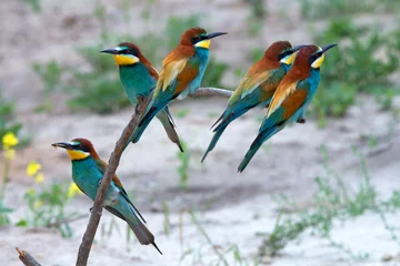 Poster Exotic tropical birds
