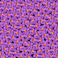 Fiori della Sardegna