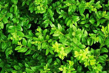 Fototapeta na wymiar Green boxwood bushes as a natural background, top view