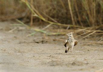 Crested lark
