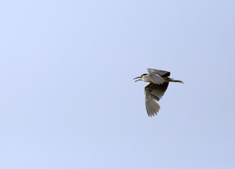 The night heron